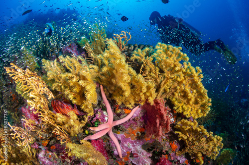 SCUBA divers on a colorful tropical coral reef