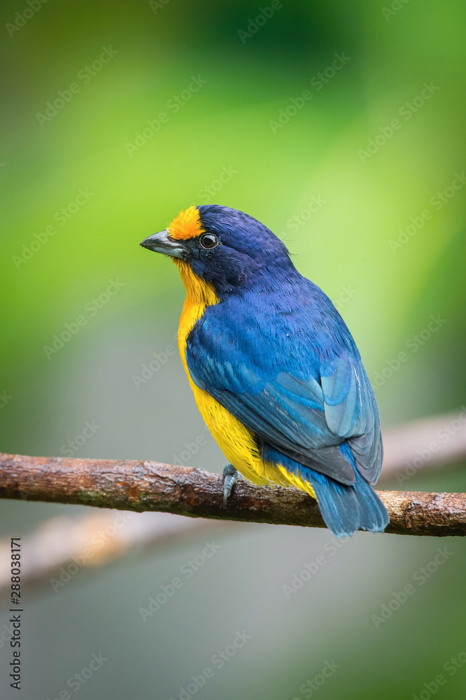 Obraz premium Euphonia violacea or Violaceous Euphonia is perched on the branch nice natural environment of wildlife of Trinidad and Tobago
