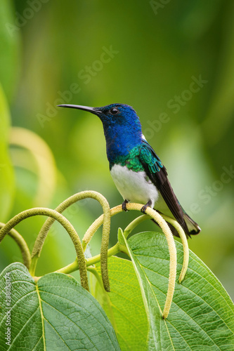 The hummingbird is sitting and preparing to drink the nectar from the beautiful flower in the rain forest environment. White-necked jacobin, florisuga mellivora mellivora