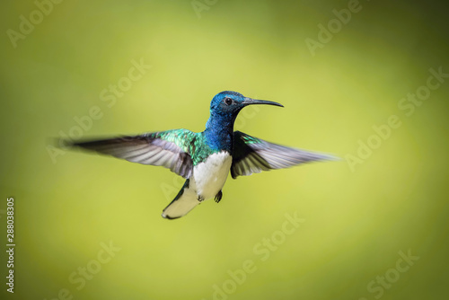 The hummingbird is soaring and drinking the nectar from the beautiful  flower in the rain forest environment. Flying White-necked jacobin, florisuga mellivora mellivora with nice colorful background. © Petr Šimon
