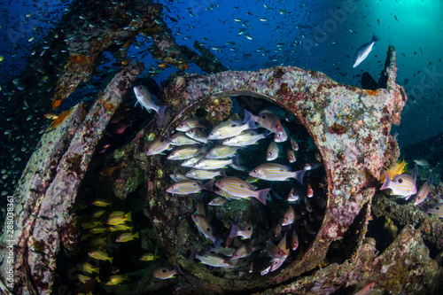 Schools of colorful tropical fish around an old underwater shipwreck in a tropical ocean photo