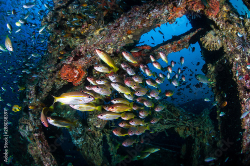 Schools of colorful tropical fish around an old underwater shipwreck in a tropical ocean