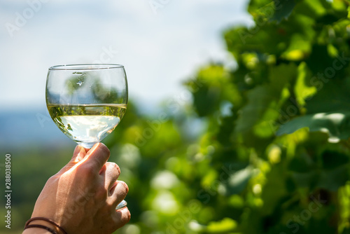 Woman holding a glass of wine among vines