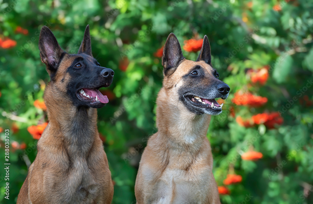 Horizontal portrait ow two malinois in the rowan tree bush Horizontal portrait ow two malinois in the rowan tree bush