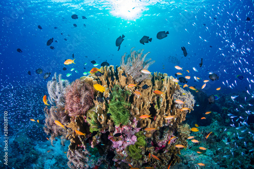 Fototapeta Naklejka Na Ścianę i Meble -  Tropical fish on a colorful, healthy tropical coral reef