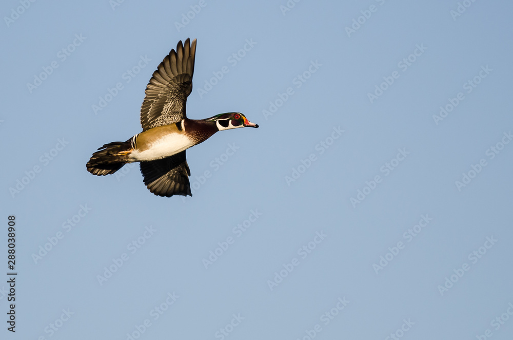 Fototapeta premium Wood Duck Flying in a Blue Sky