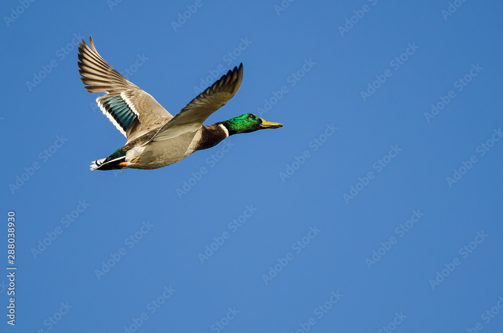 Obraz premium Mallard Duck Flying in a Blue Sky