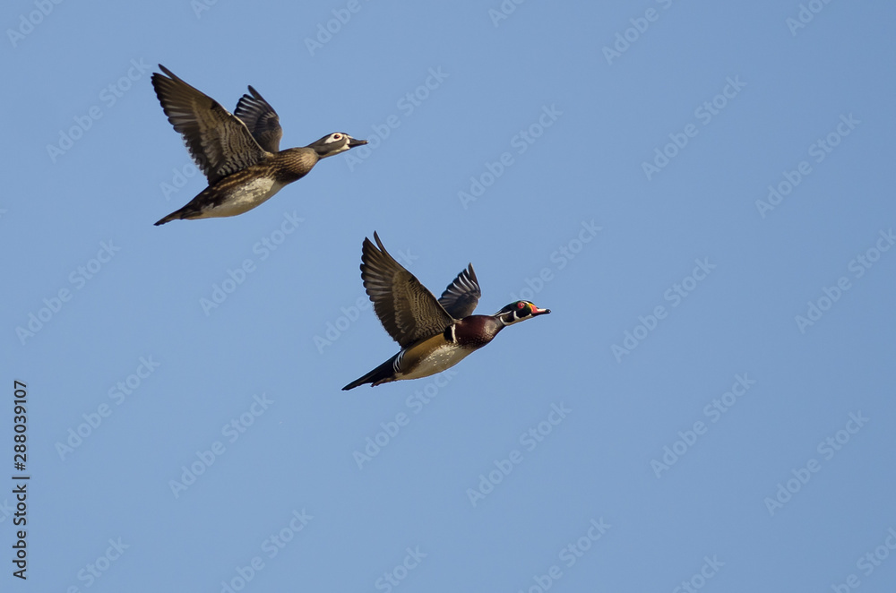 Fototapeta premium Pair of Wood Ducks Flying in a Blue Sky