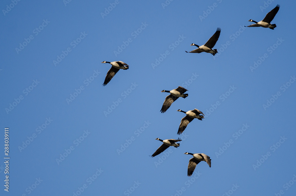 Flock of Canada Geese Flying in a Blue Sky