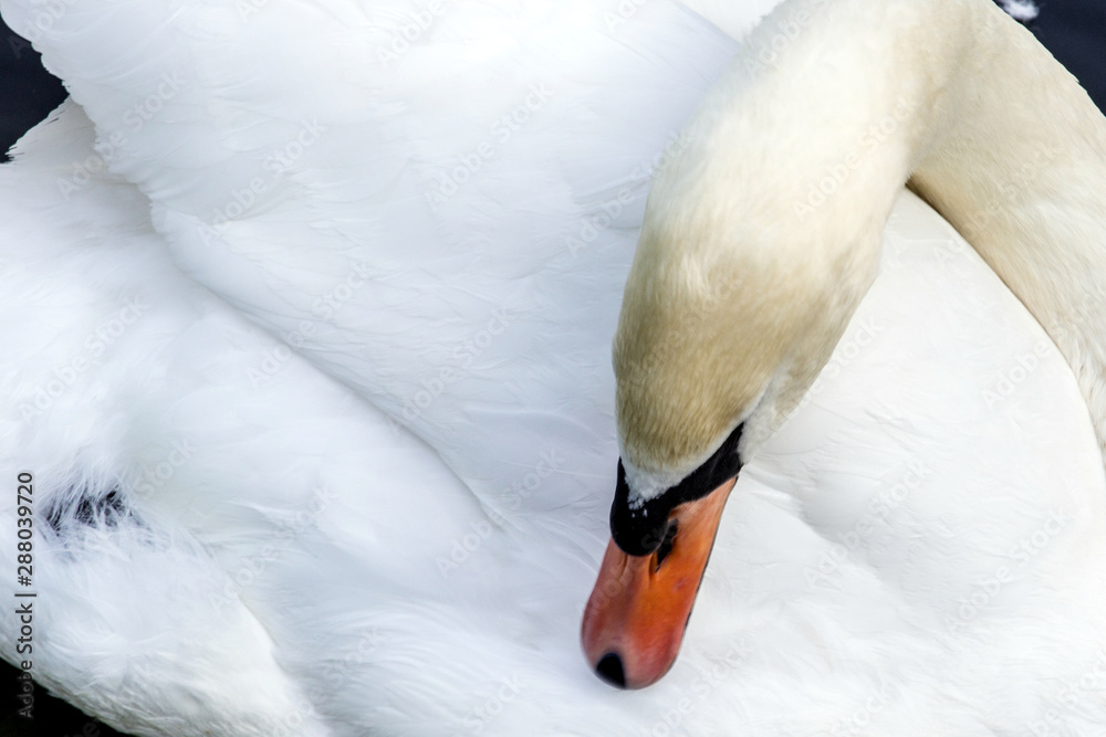 Obraz premium A white swan floating on the dark water and cleaning it's plumage. Birds in the city. Animal world of Russia. Swan lake in the summer.