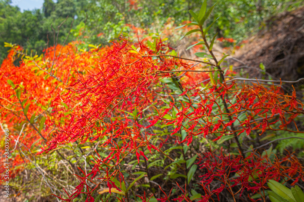 Renanthera coccinea Lour or red wild orchids found along the edge of the rainforest. At an altitude of about 500-1,400 meters .