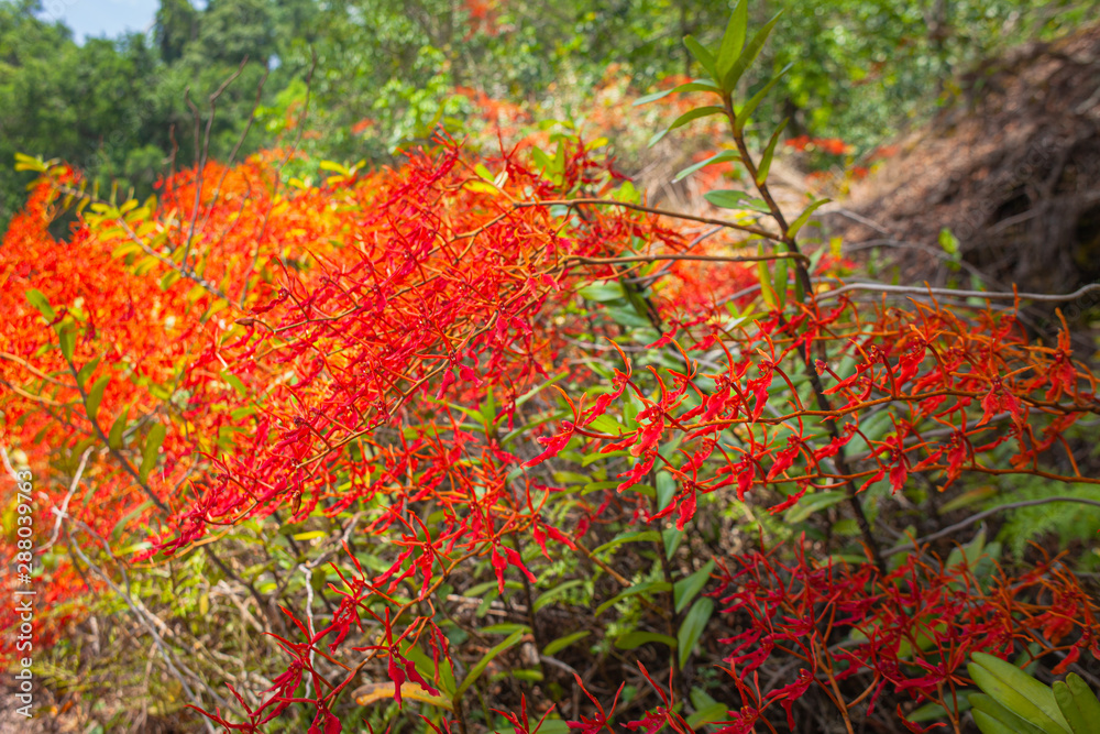 Renanthera coccinea Lour or red wild orchids found along the edge of the rainforest. At an altitude of about 500-1,400 meters . Renanthera coccinea Lour or red wild orchids found along the edge of the rainforest. At an altitude of about 500-1,400 meters .