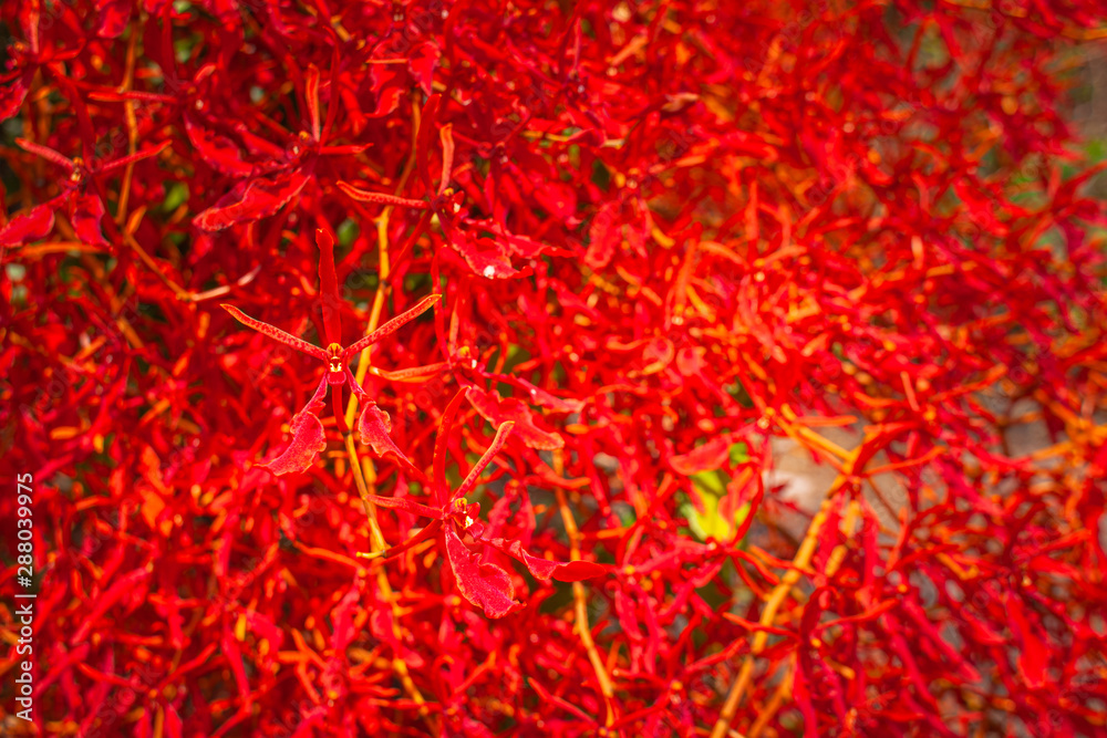 Red wild orchid or Renanthera coccinea Lour. Found in the deep area of Khao Yai National Park Pha Kluai Mai waterfall area. Red wild orchid or Renanthera coccinea Lour. Found in the deep area of Khao Yai National Park Pha Kluai Mai waterfall area.