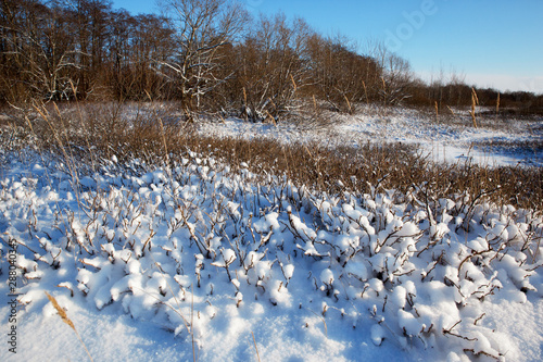 Winter snow-covered bushes at the edge of the woods on a sunny day
