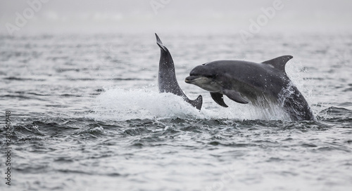Vászonkép Wild bottlenose dolphin