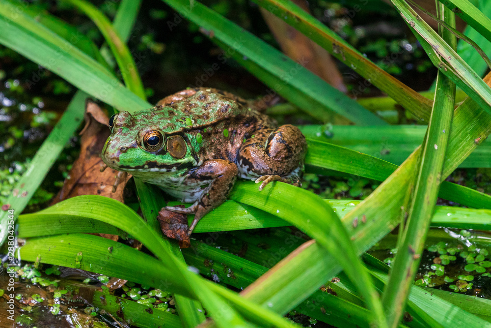 Obraz premium Green frog on leaves