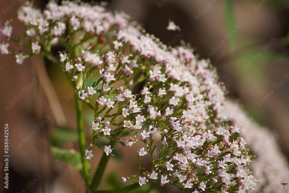 Valeriana y pequeños insectos Valeriana y pequeños insectos