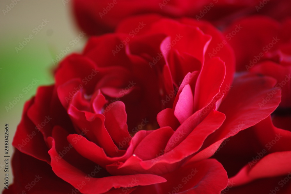 Pétalos rojos de una rosa Pétalos rojos de una rosa