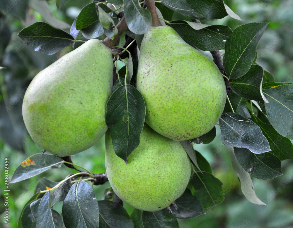 A pear ripens on a tree branch A pear ripens on a tree branch