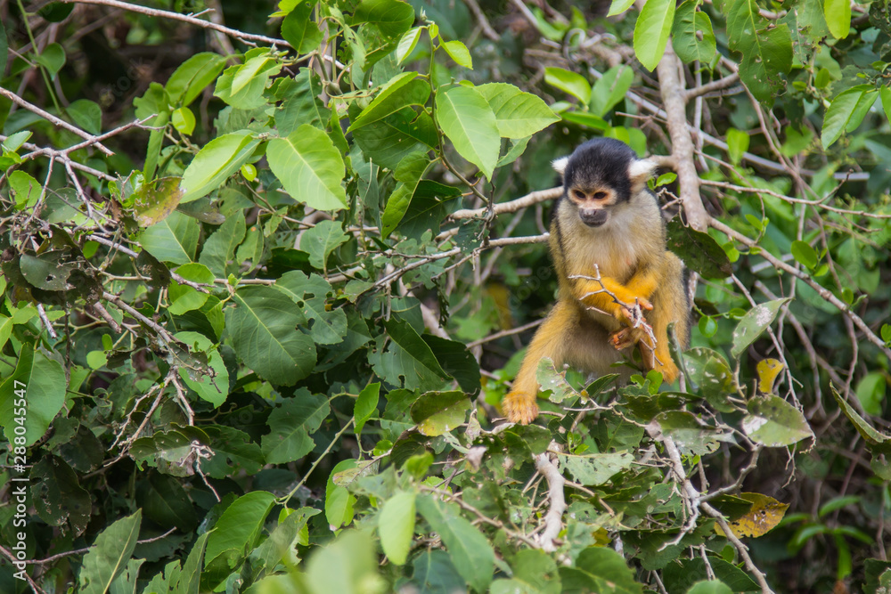 Fototapeta premium The mono amarillo chichi monkey