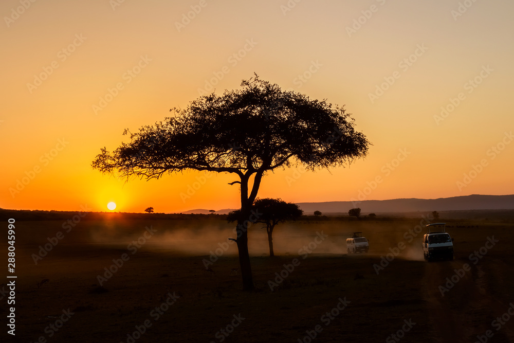 African sunrise with acacia trees and safari cars in Masai Mara, Kenya. Savannah background in Africa. Safari concept