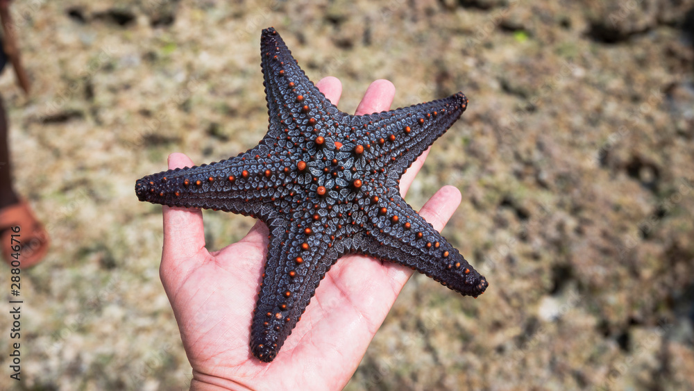 white male hand holding starfish, zanzibar white male hand holding starfish, zanzibar