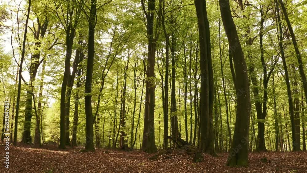 Tilted Shot of Tall Forest Trees with Dry Leaves and Twigs on Ground Tilted Shot of Tall Forest Trees with Dry Leaves and Twigs on Ground