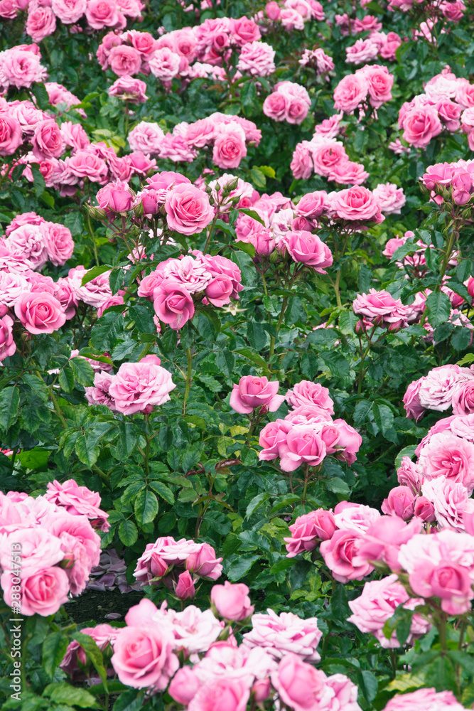 pink rose flower in the garden