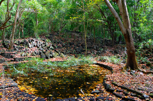 A small lake in the Bras d'Eau National Park, Mauritius island.