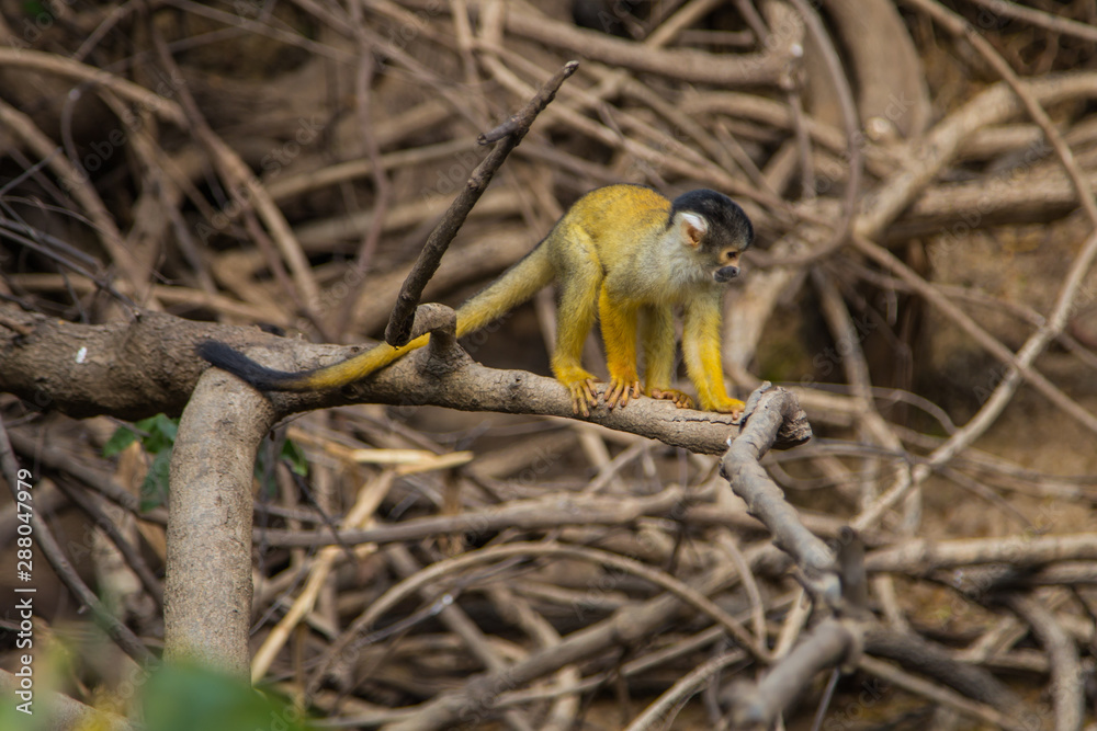 The mono amarillo chichi monkey foto de Stock