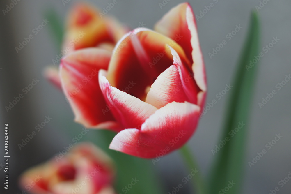 Tulipan Tulipan