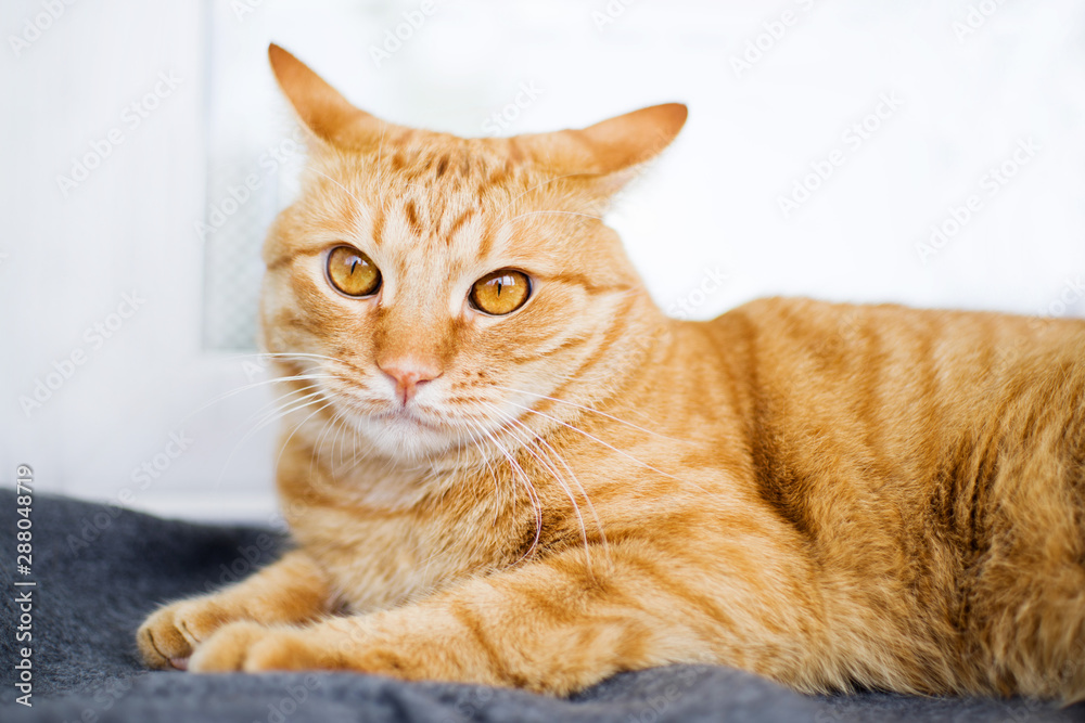 Beautiful ginger cat resting on a gray blanket closeup, soft focus Beautiful ginger cat resting on a gray blanket closeup, soft focus