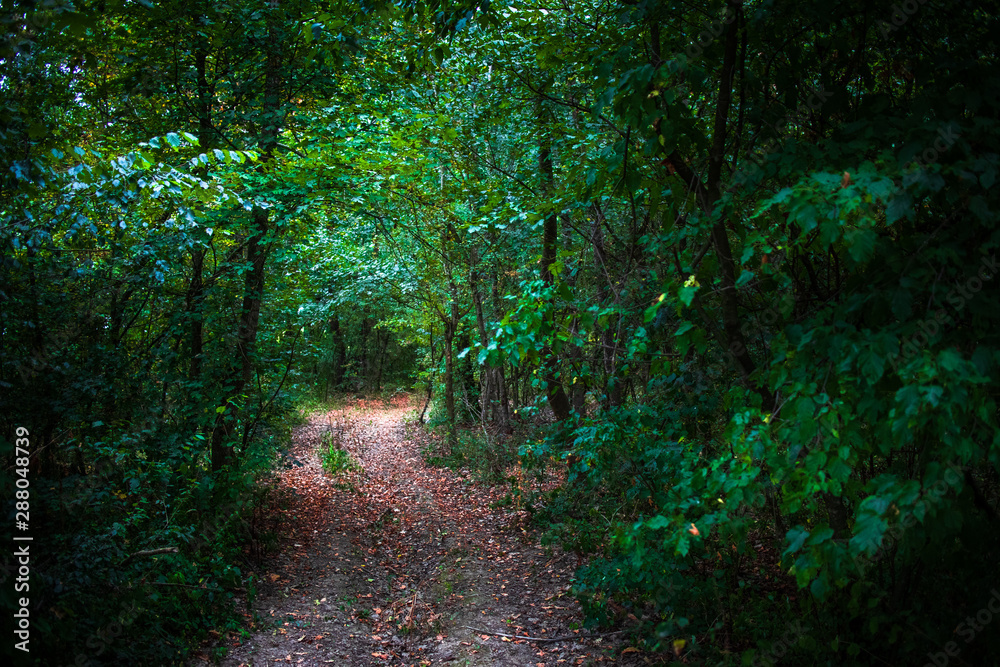 Fototapeta premium Footpath in the forest with fallen leaves on a path