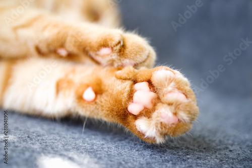 Fototapeta Naklejka Na Ścianę i Meble -  Red cat 's paws on grey soft surface closeup, soft focus