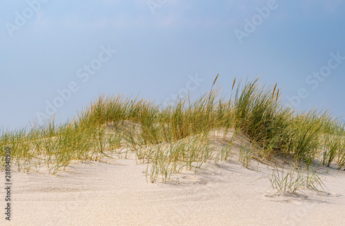 Fototapeta Naklejka Na Ścianę i Meble -  Beach with Marram Grass on the island Sylt, Germany