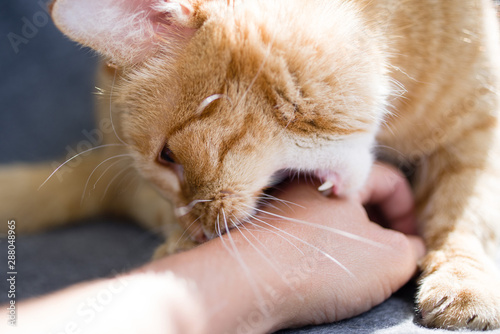 Photography Red cat bites human hand, close-up
