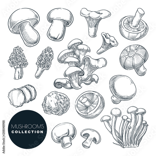 Mushrooms collection, sketch vector illustration. Hand drawn food ingredients isolated design elements