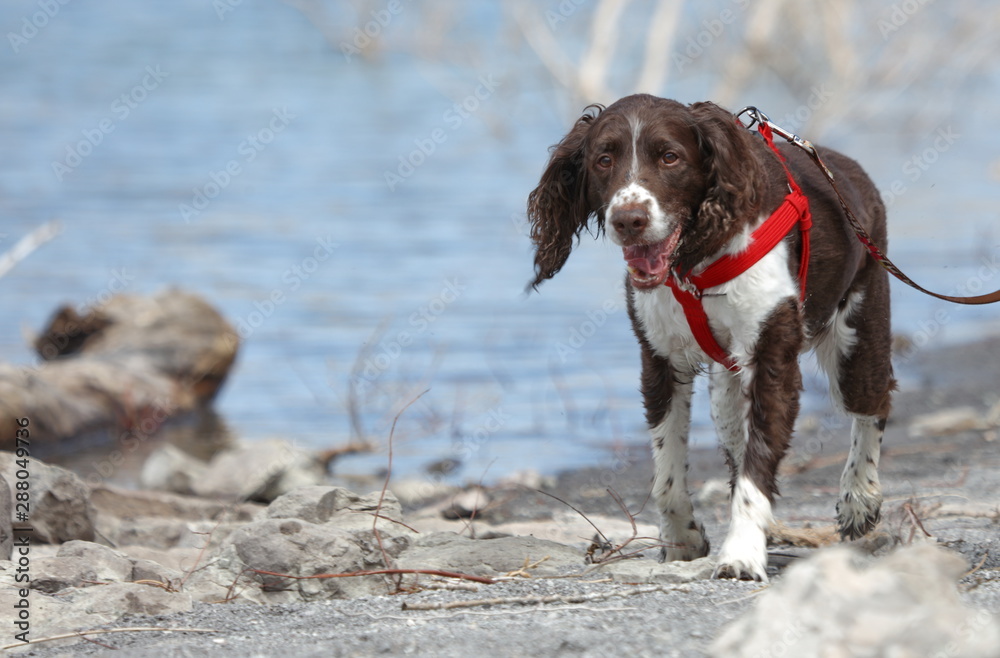 Springer Spaniels Spring into Spirit in the Summer Springer Spaniels Spring into Spirit in the Summer
