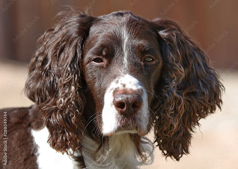 Springer Spaniels Spring into Spirit in the Summer Springer Spaniels Spring into Spirit in the Summer