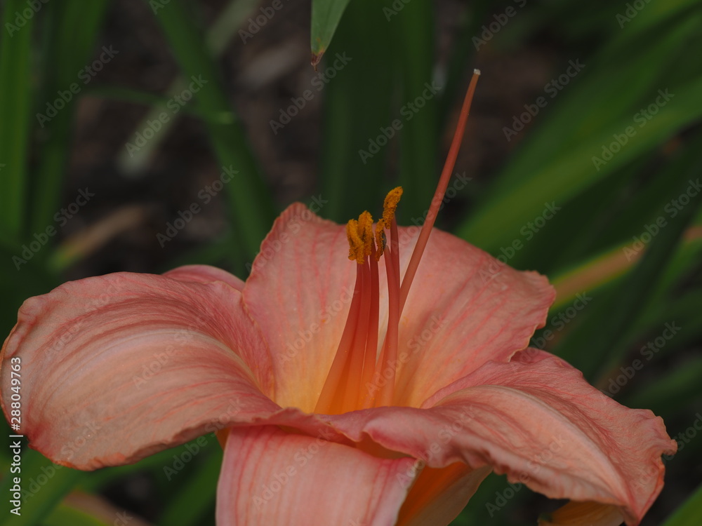 Obraz premium OLYMPUS DIGITAL CAMERA