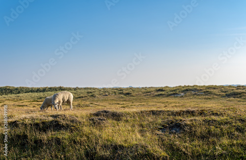 Sheep at Ellenbogen Beach - Sylt  Germany