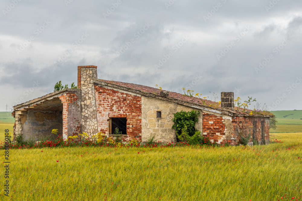 Italy, Apulia, Province of Barletta-Andria-Trani, Andria. Abandoned building in a field of barley and poppies.
