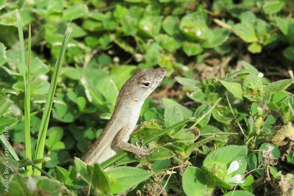 Tropical anole lizard on grass in Florida wild, closeup Tropical anole lizard on grass in Florida wild, closeup