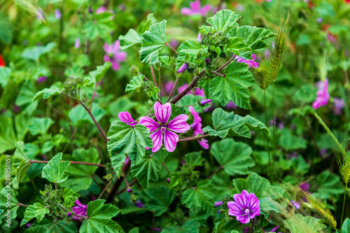 Italy, Apulia, Metropolitan City of Bari, Gravina in Puglia. Purple wildflowers.