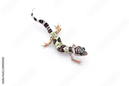 The common leopard gecko isolated on white background 