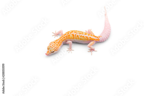 The common leopard gecko isolated on white background 