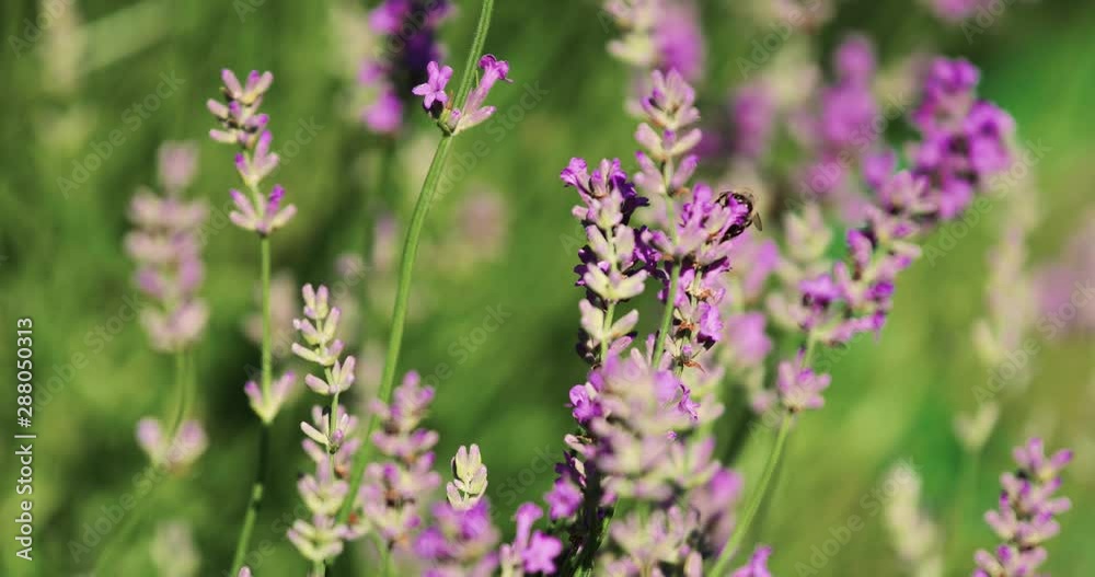 Sunny lavender flower with a bee. Selective focus used. Sunny lavender flower with a bee. Selective focus used.