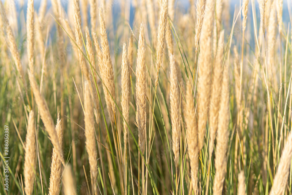 Beach with Marram Grass on the island Sylt, Germany