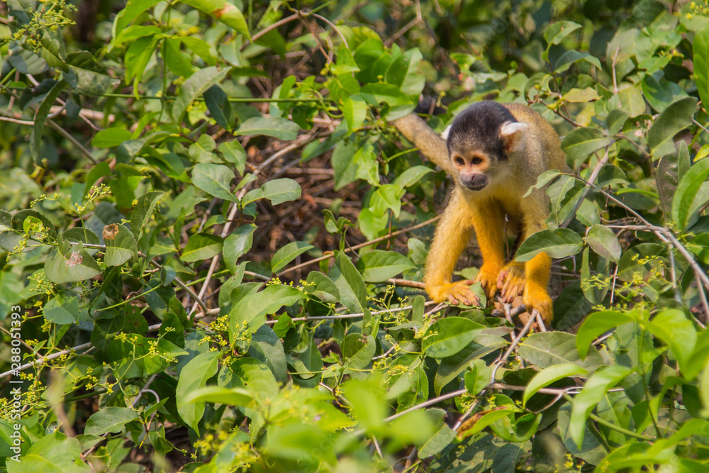 The mono amarillo chichi monkey Stock Photo