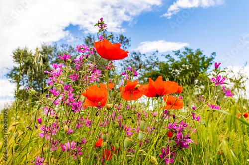 Italy, Apulia, Metropolitan City of Bari, Gioia del Colle. Poppies and other wildflowers.